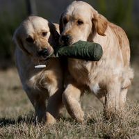 Les Goldens Retriever des Chemins Bleus du Paradis - Elevage Golden Retriever à Brue Auriac