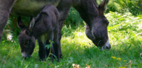Les ânes Sont Dans le Pré - Randonnée avec Ane à Carhaix (29)