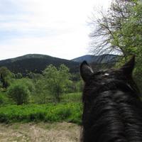 Les Paddocks - Randonnée à Cheval à Vollore Montagne (63)