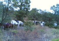 Les Poneys du Verderet - Centre Equestre à Sainte-Maxime