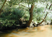 Les Vallées de la Leyre - Patrimoine Naturel à Belin-Béliet