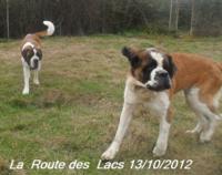 élevage Canin la  route des Lacs - Elevage Chien du Saint-Bernard à Trie sur Baïse (65)