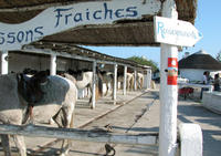 LOU SIMBEÙ - Randonnée à Cheval à Saintes-Maries-de-la-Mer