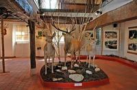 Maison du Cerf - Musées à Villeny