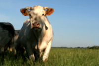 Maison du Charolais - Musées à Charolles (71)