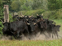 Manade de Meyranne - Elevage de Chevaux à Raphele-les-Arles