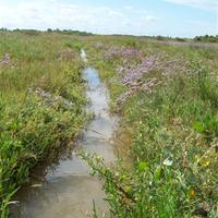 Marais du Conseiller - Patrimoine Naturel Le Verdon-sur-Mer