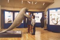 Musée Sirènes et Fossiles à Castellane