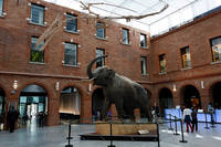 MUSEUM D'HISTOIRE NATURELLE - Musées à Toulouse