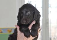 O Fundy Bay's Naiad - Elevage Flat Coated Retriever à Villemagne l Argentiere (34)