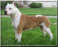 Pageant's Kennel - Elevage American Staffordshire Terrier à Saint Sever