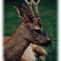 Parc Animalier de Boutissaint - Gîte à Treigny