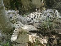 Parc Animalier du Cezallier à Ardes-sur-Couze