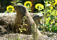 Parc Animalier - La Vallée Sauvage - Parc Animalier à Saint-Geniez