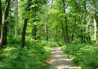 Parc Anjou Aventure - Parcours Aventure en Forêt à Écouflant