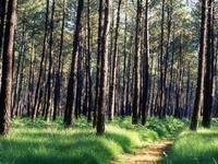 Parc Naturel Régional des Landes de Gascogne - Patrimoine Naturel à Belin-Béliet