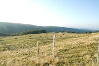 Plateau d'Estive de Pailherols - Patrimoine Naturel à Vic-sur-Cère