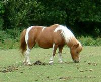 Poney Club de la Ballonnière - Poney-Club à Beaumont