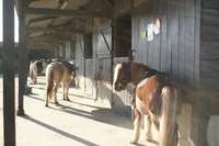 Poney Club de Maison Neuve - Écuries Propriétaires - Poney-Club à Acigné