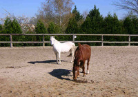 Poney Club et Centre équestre des Mesnuls - Poney-Club, Pension pour Chevaux, TREC - Les Mesnuls (78)