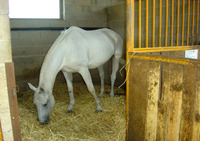 Poney Club des Terrasses - Poney-Club à Mont-Saint-Sulpice