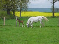 Poney Club Les Risquetout - Poney-Club Le Fête