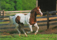 Poneyland - Poney-Club à Antony