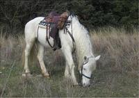 Ranch des Loisirs - Randonnée à Cheval à Montarnaud