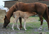Ranch Eldorado - Centre Equestre à Biscarrosse Ville