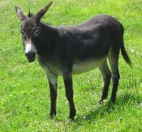 Randonnée avec des ânes avec Auprès de mon âne - Randonnée avec Ane à Villard-de-Lans