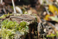 Réserve Naturelle de l'Étang de Cousseau - Patrimoine Naturel à Lacanau