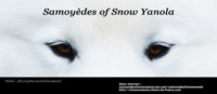 Elavage Samoyedes Of Snow Yanola - Elevage Samoyède à Bordeaux Saint Clair (76)