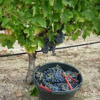 Secrets de vin - Tourisme Viti-Vinicole - Oenotourisme à Suzette