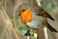 Sentier du Rouge-Gorge - Parc animalier Le Teich