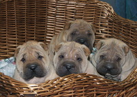 Shar-Pei des Terres d'Arédie - Elevage Shar Pei à St Yrieix la Perche