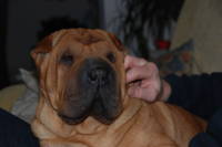 Sharpei Of The Sandskin Domain - Elevage Shar Pei à Froeschwiller (67)