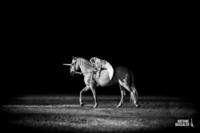 Théâtre équestre Cautivo - Spectacle Equestre, Voltige équestre, Dressage chevaux à Chérisy (28)