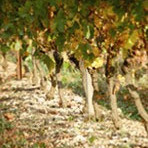 Vignoble Alain Morel - Domaine Viticole à Ventenac Cabardès