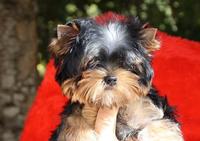 Yorkshire Terriers de 'Elpazeor - Elevage Yorkshire Terrier à Marseille