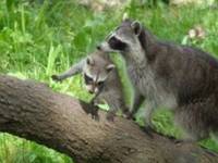 Zoodyssée - Parc animalier à Villiers-en-Bois