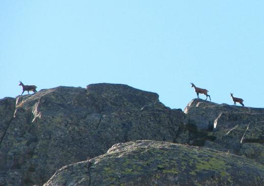 Accompagnateur en Montagne