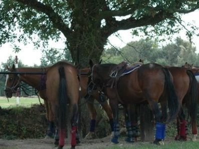 Anjou Polo Club