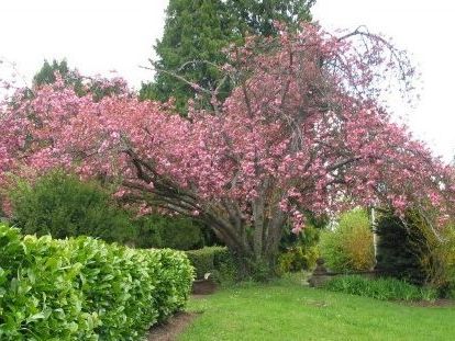 Arboretum de l'Institut Charles Quentin