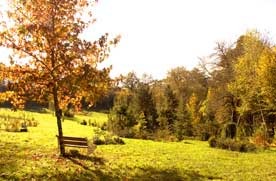 Arboretum de la Tuilliere