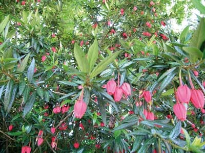 Arboretum du Poërop