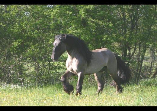 Association Cheval Poitevin