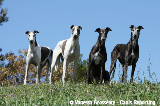 Bakara's Greyhounds