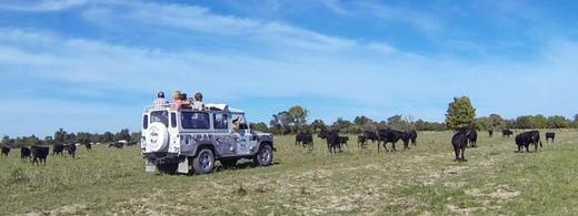 Camargue Sauvage