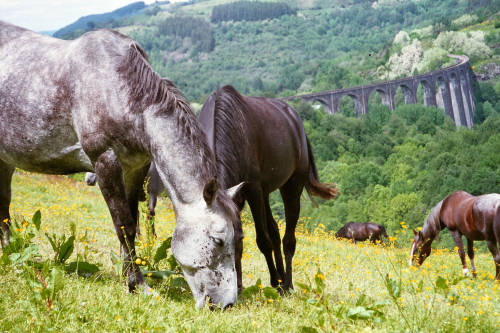 Cantal Cheval