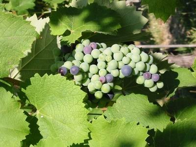 Cave des Vignerons de Laudun